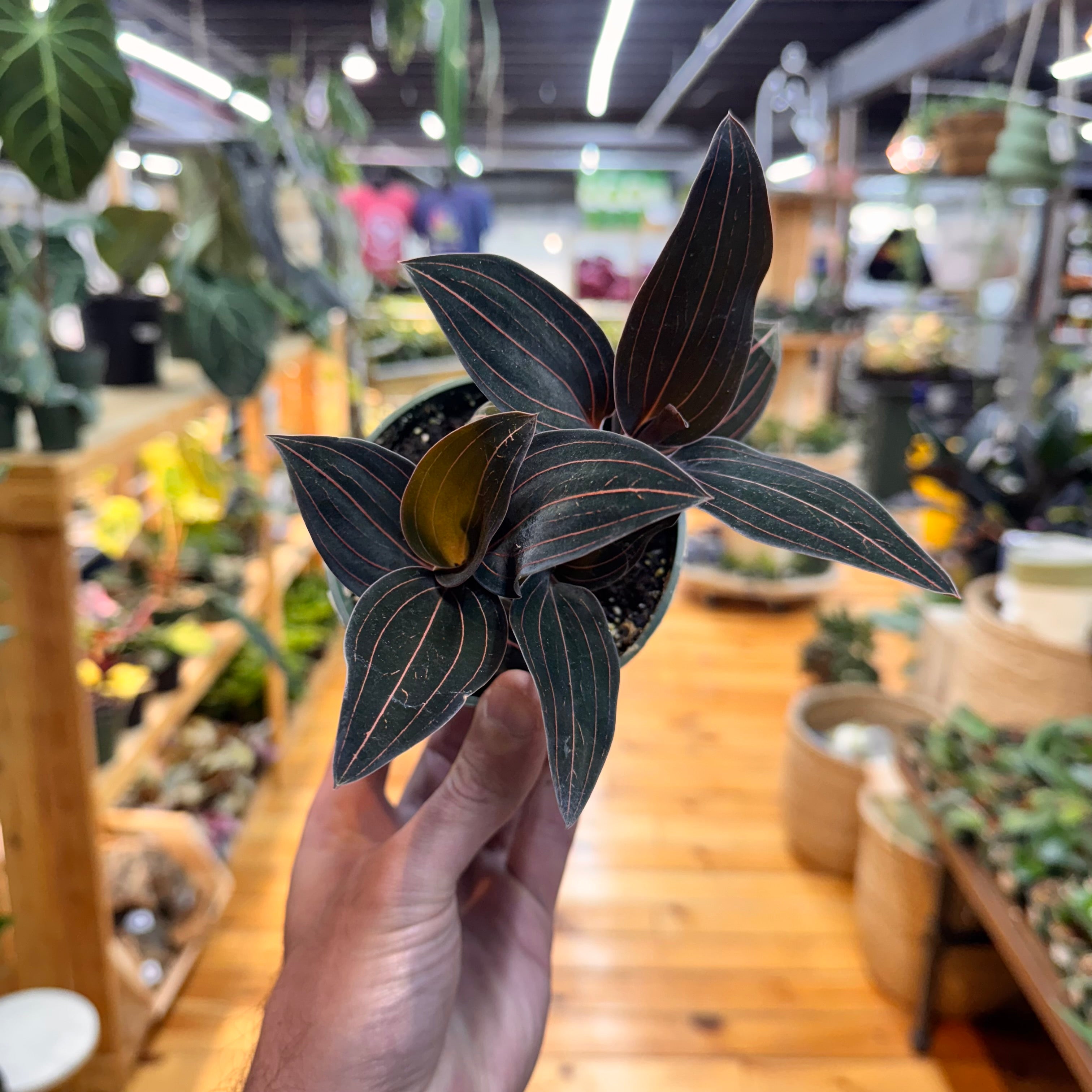 Jewel Orchid &
