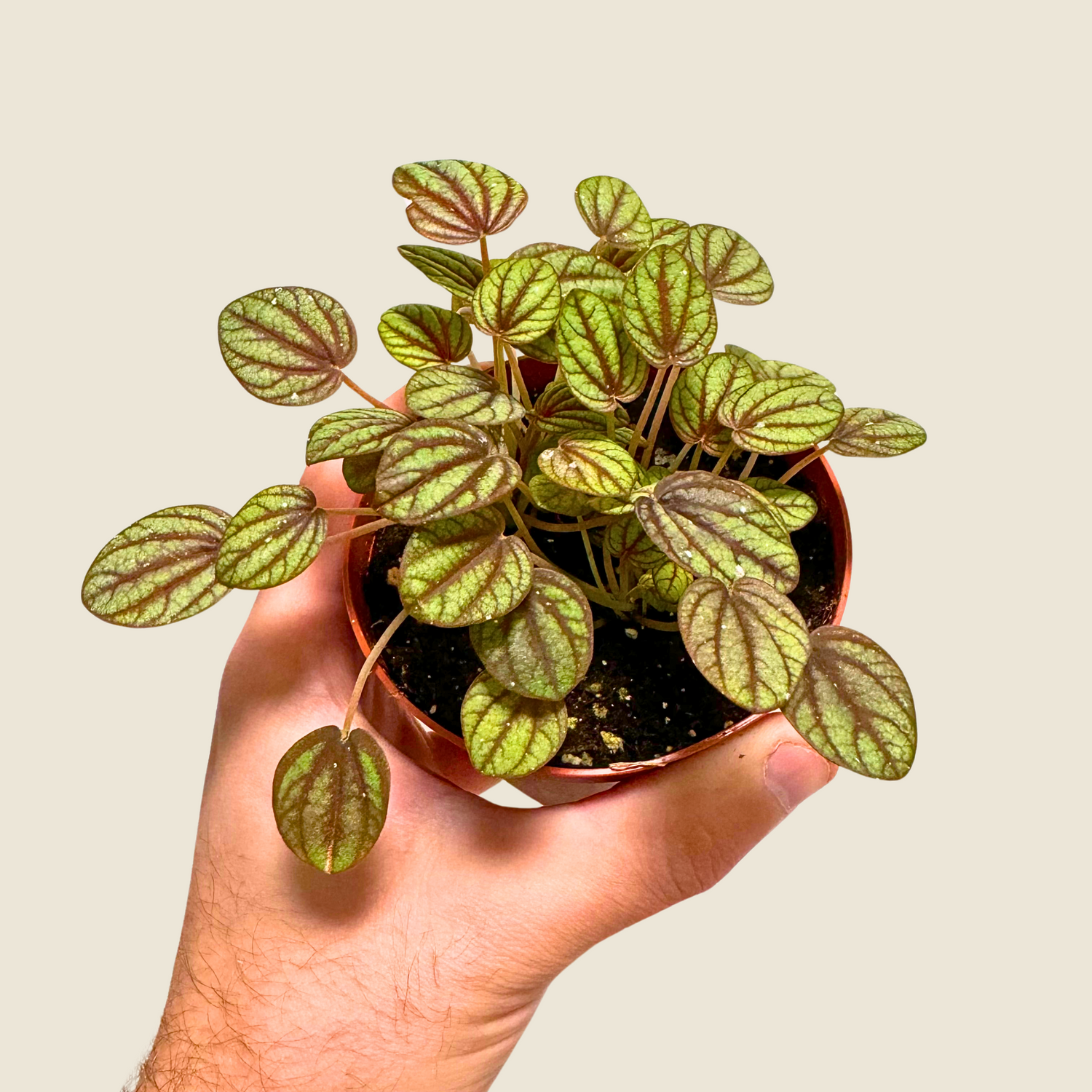 4&quot; Peperomia Piccolo Banda