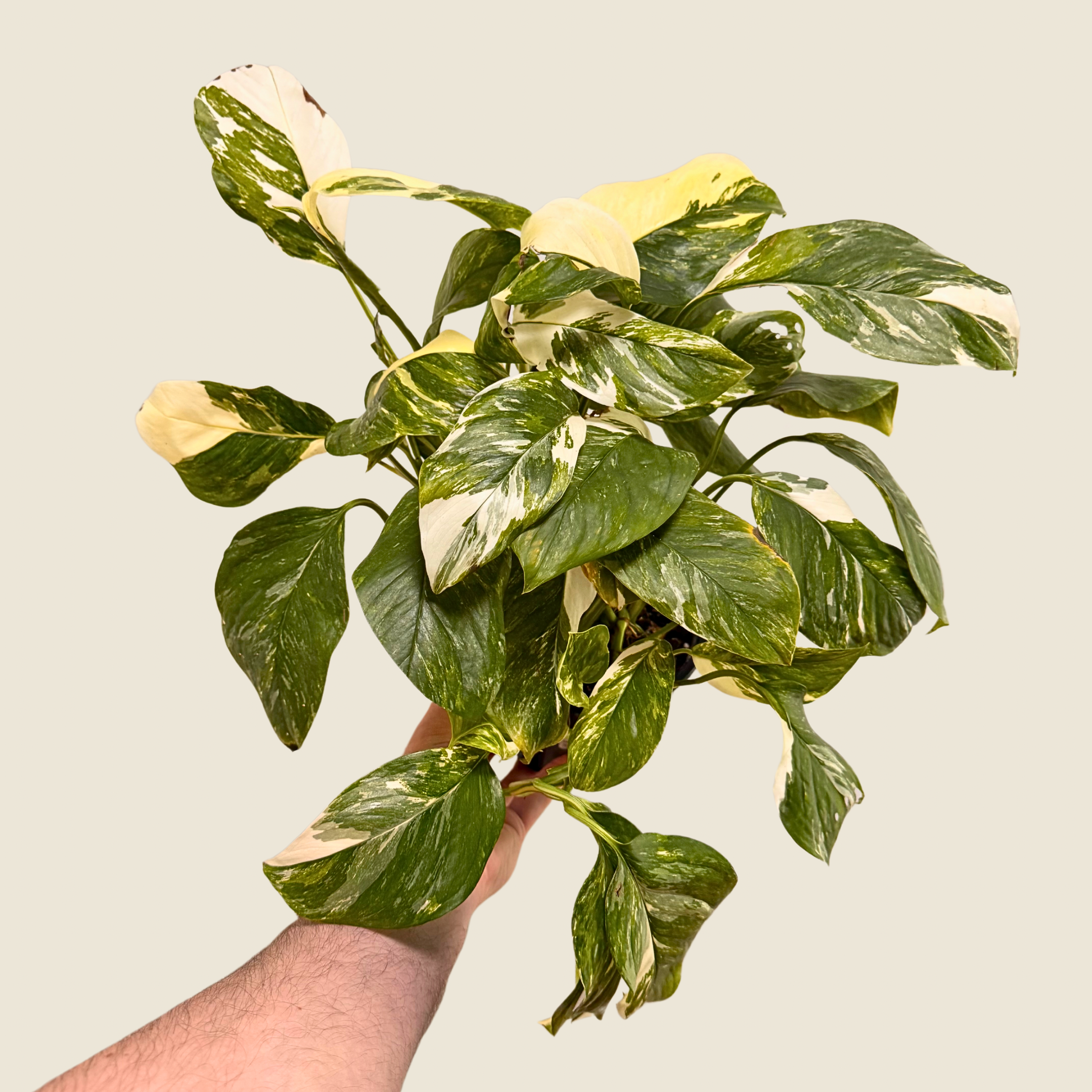 Monstera Lechleriana Variegated
