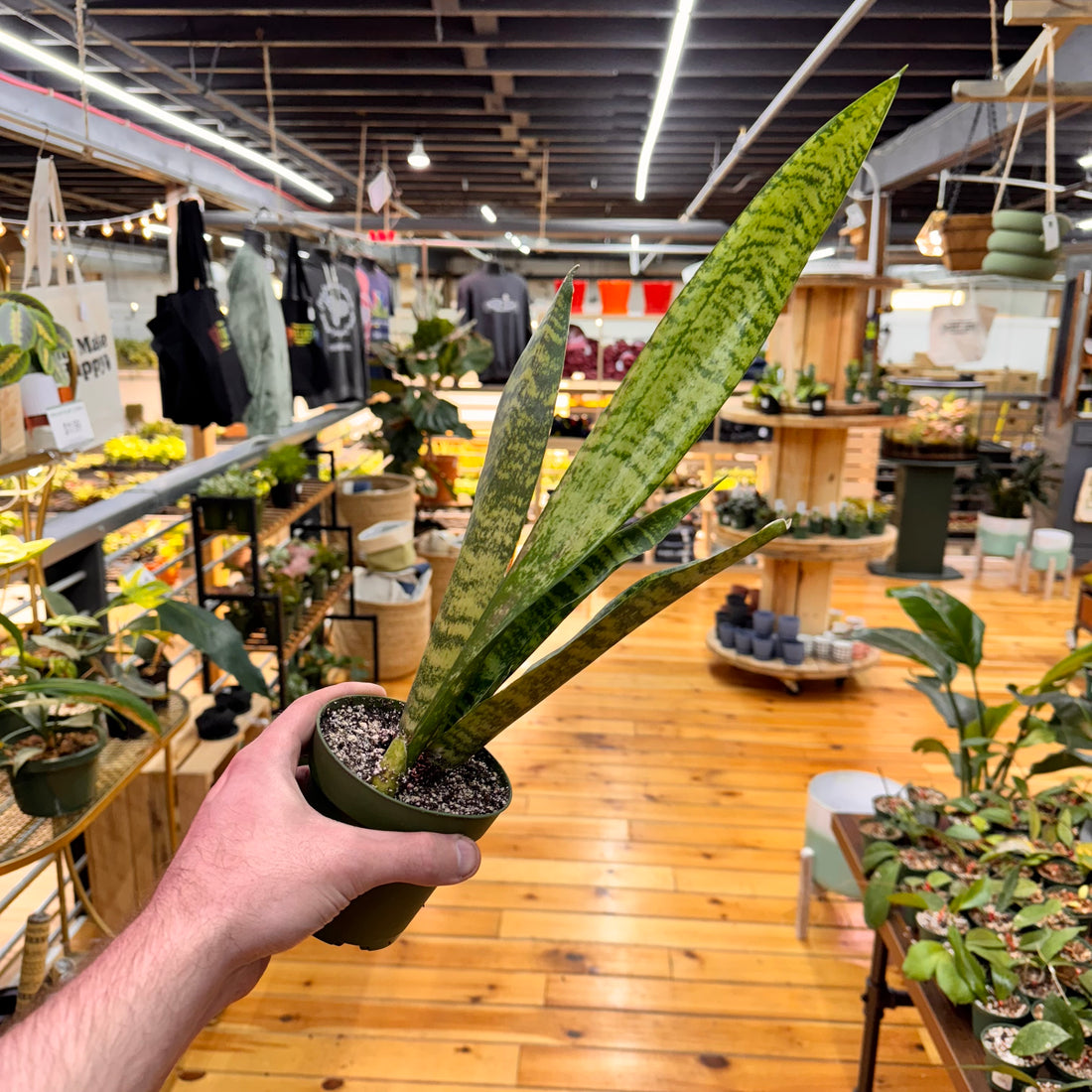 Sansevieria Zeylanica