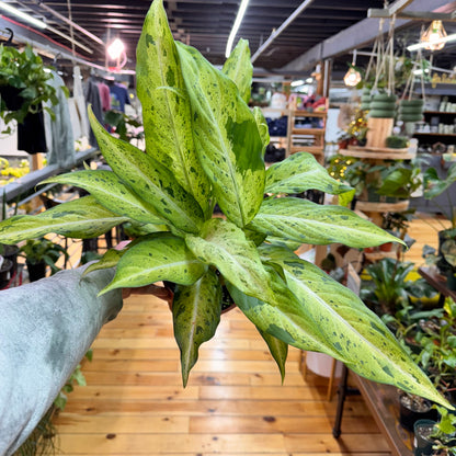 Dieffenbachia Camouflage