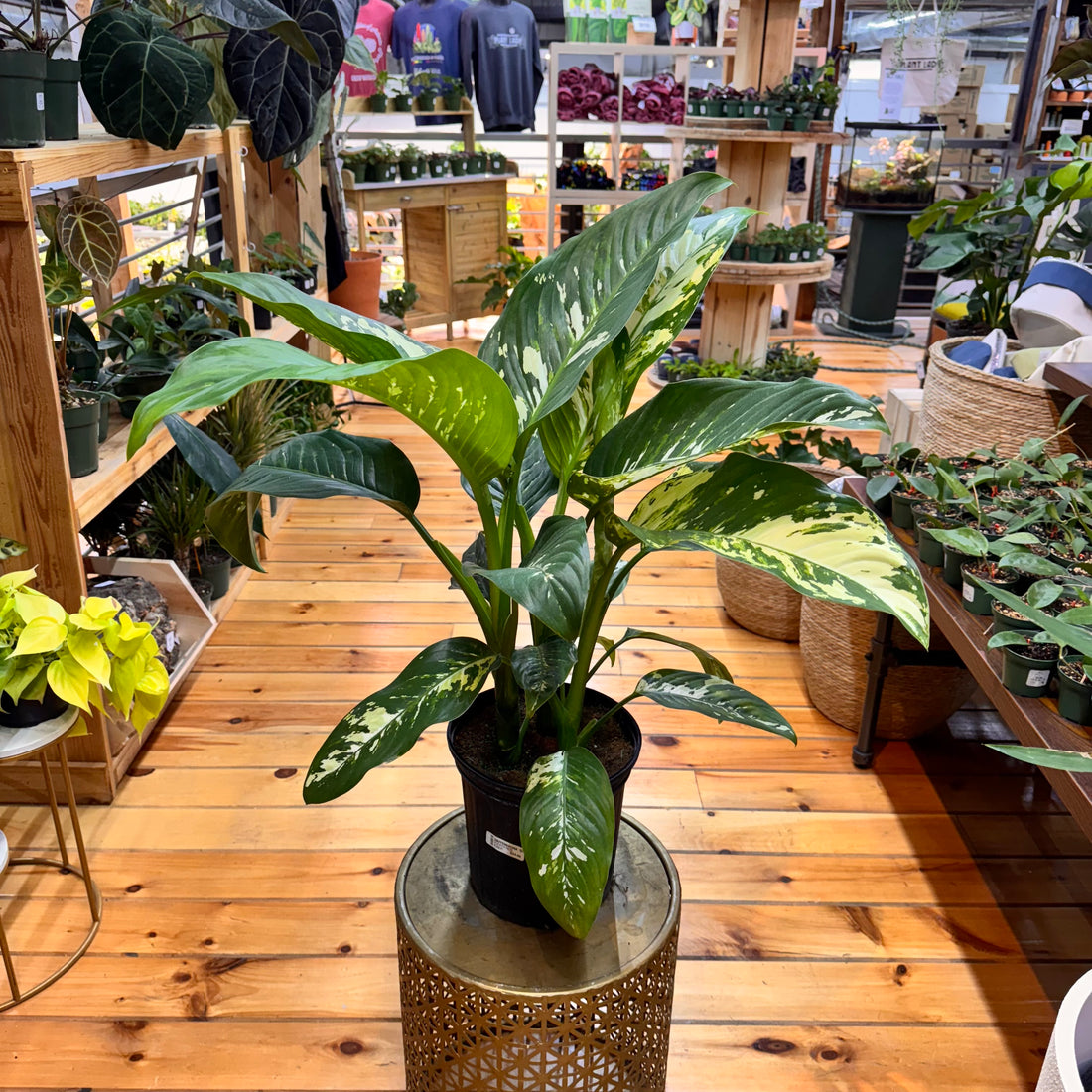 Dieffenbachia Puerto Rico