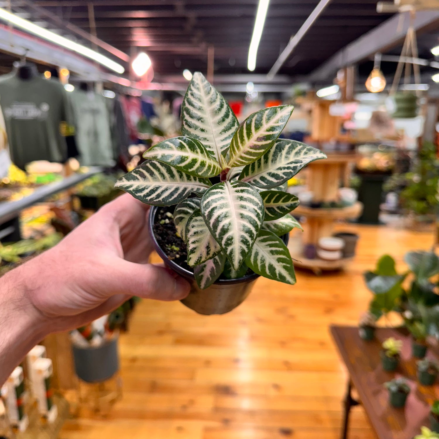 Aphelandra Zebra &