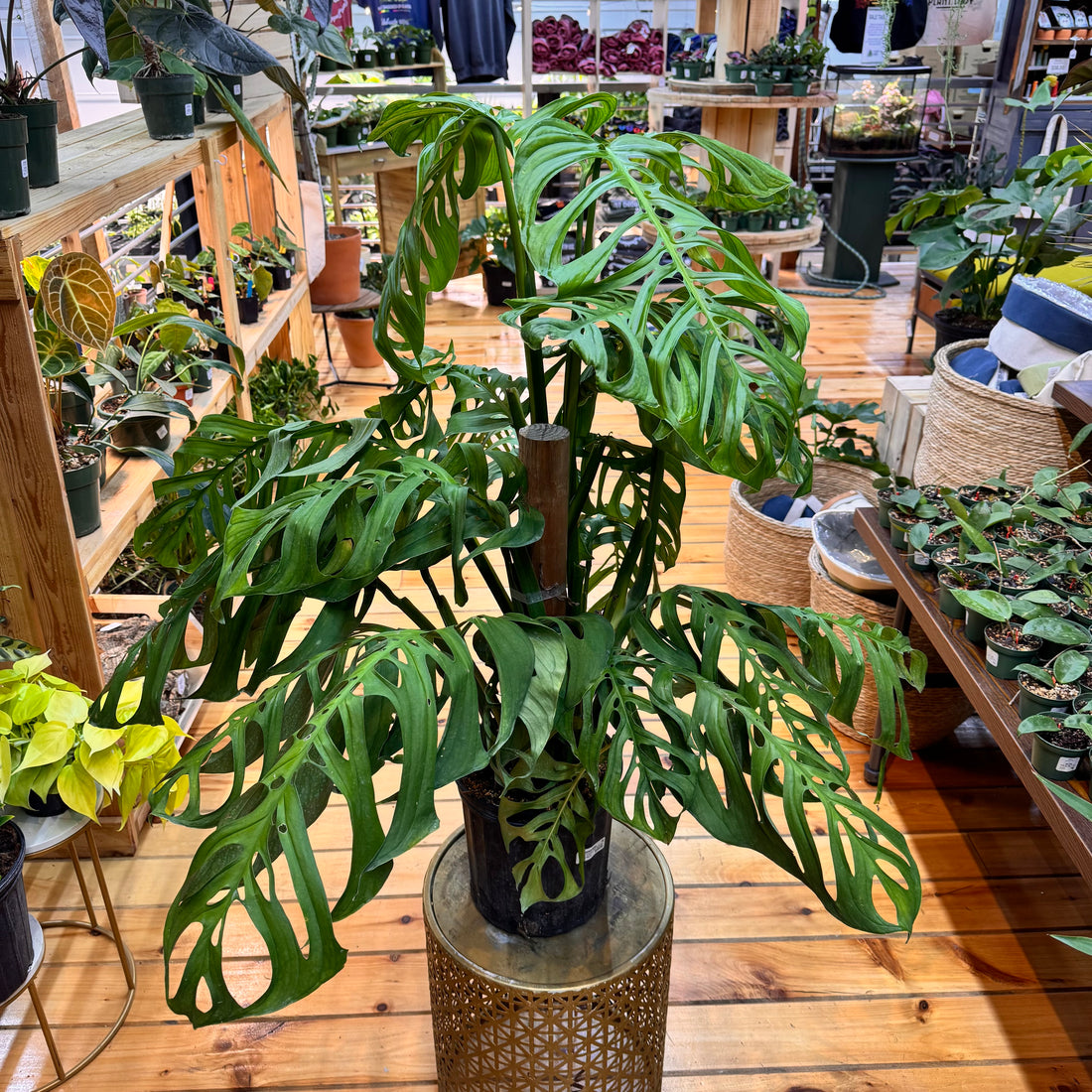 Monstera Esqueleto