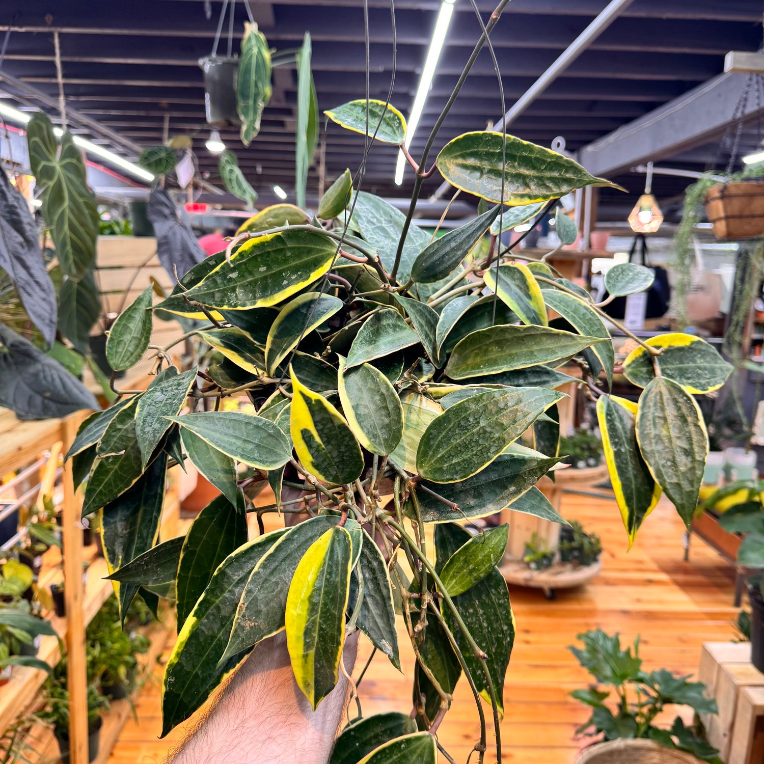 Hoya Macrophylla
