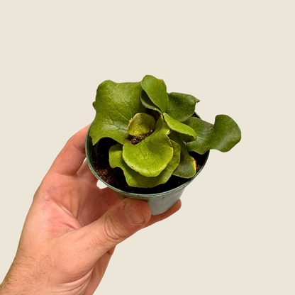 Fern Staghorn &