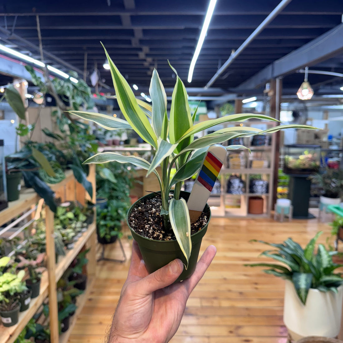 Dracaena Song of India