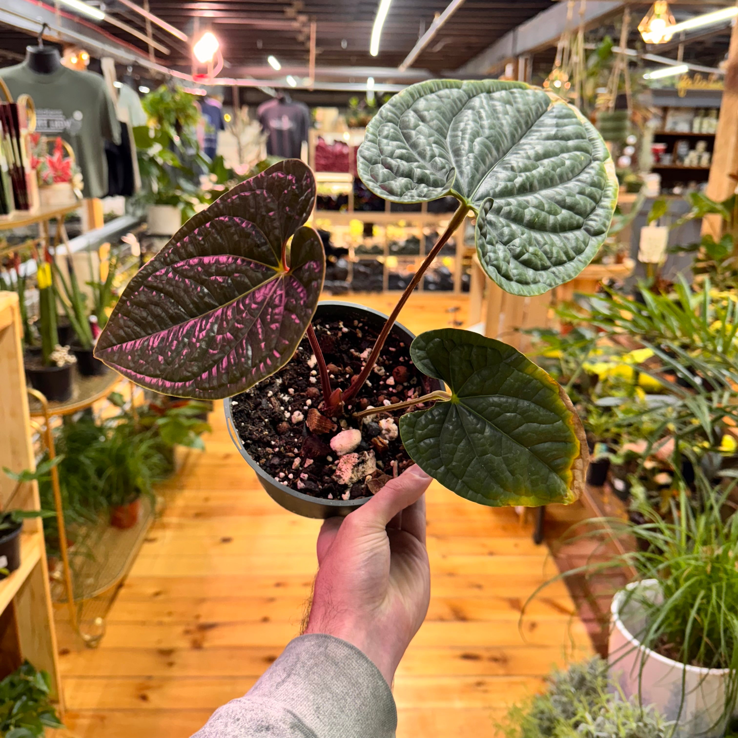 Anthurium Radicans x Luxurians