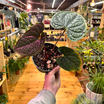 Anthurium Radicans x Luxurians