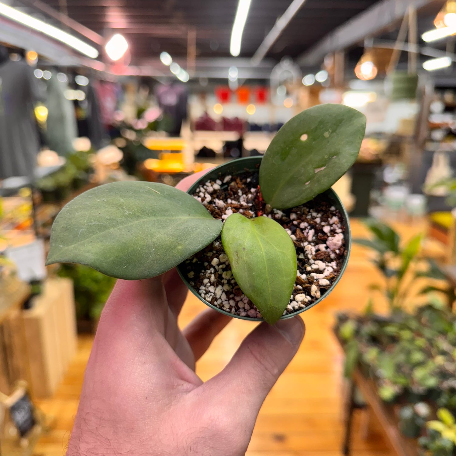 Hoya ICE023 x Hai Phong