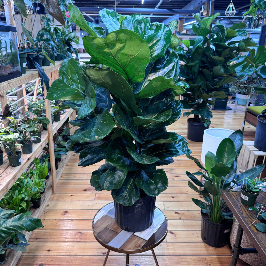 Ficus Lyrata ‘Fiddle Leaf Fig’ Bush