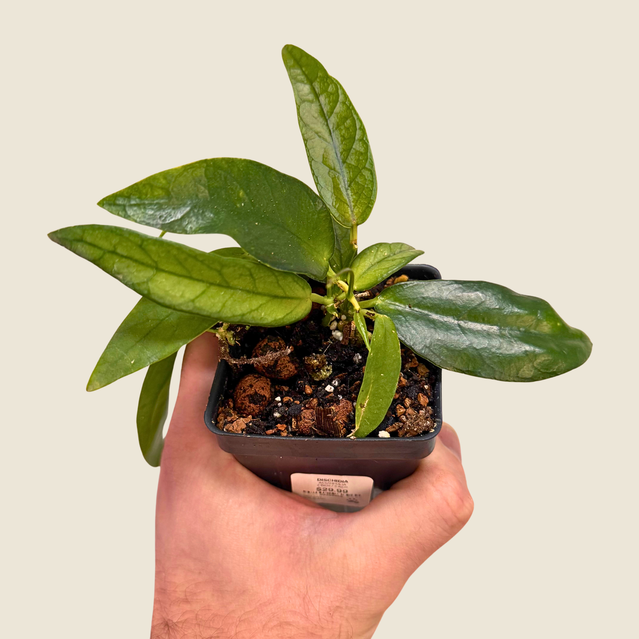 Dischidia Acutifolia