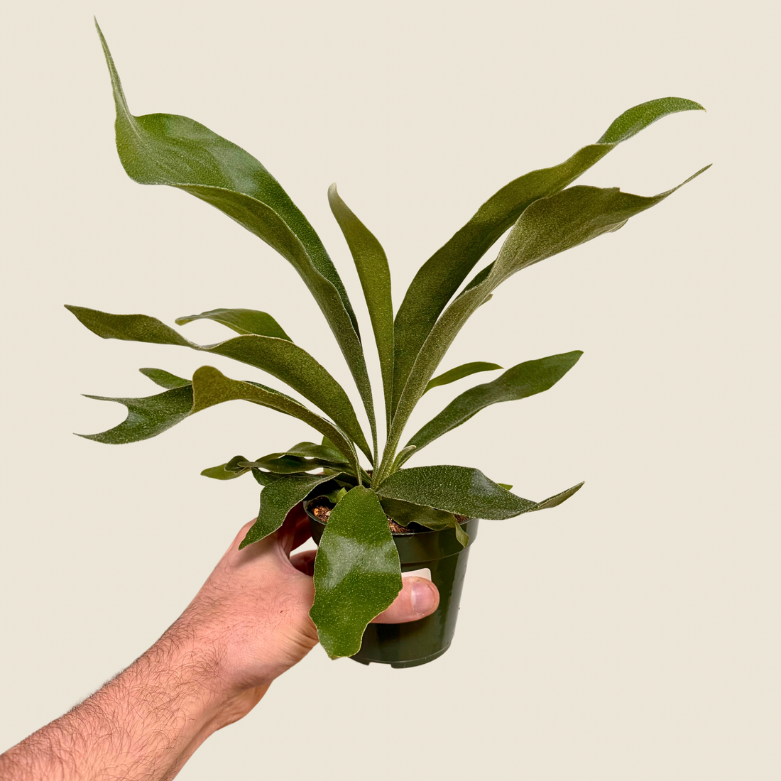 4&quot; Fern Staghorn