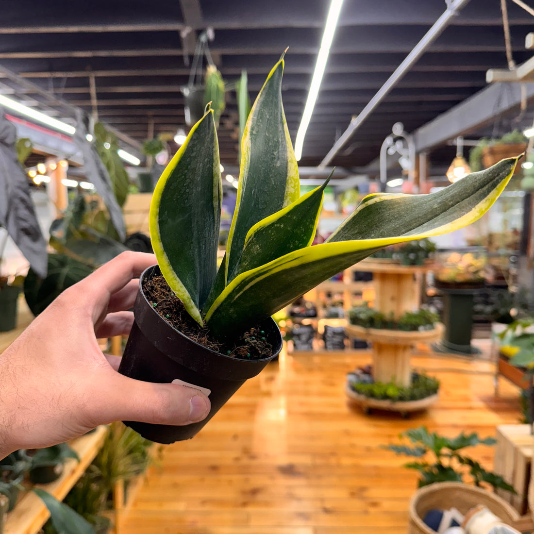 Sansevieria Black Gold