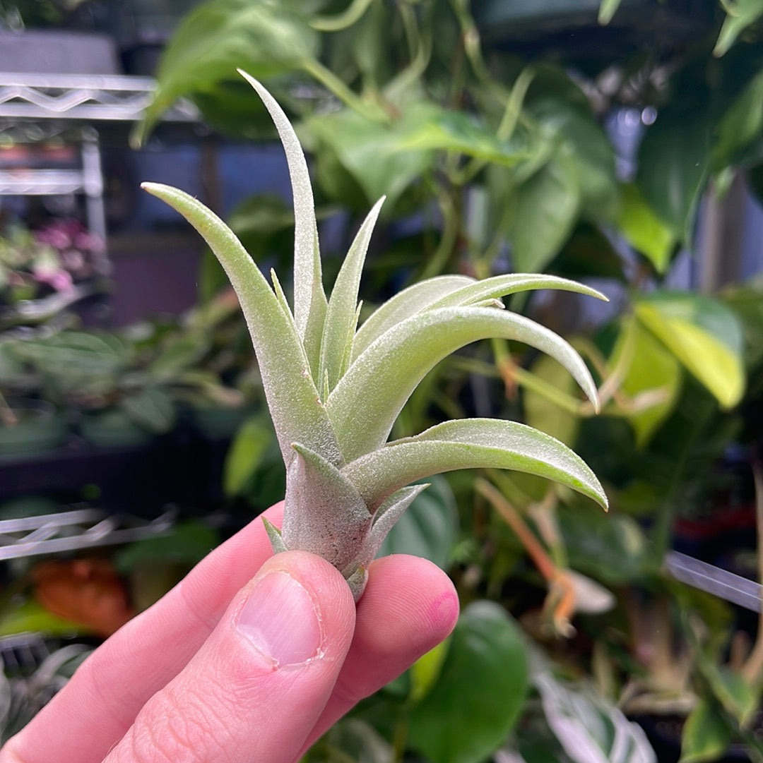 Capitata Peach Air Plant