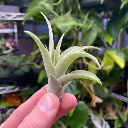 Capitata Peach Air Plant