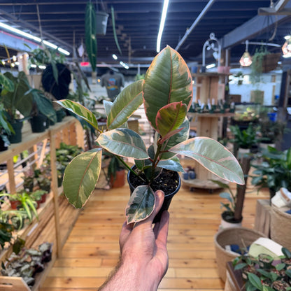 Ficus Ruby Pink