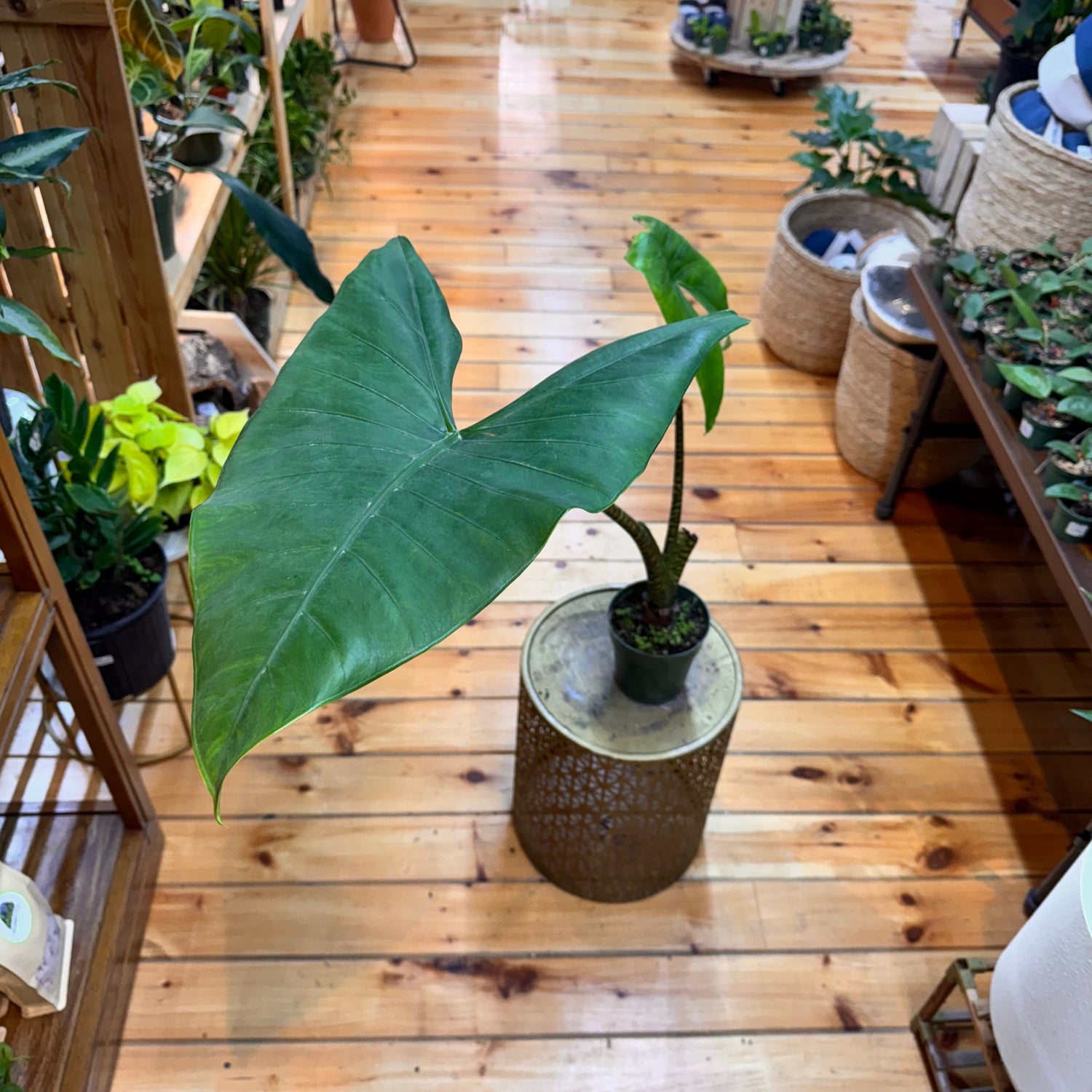 Alocasia Zebrina