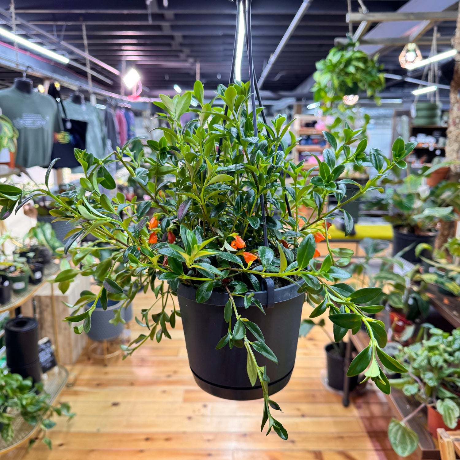 Nematanthus Black Goldfish