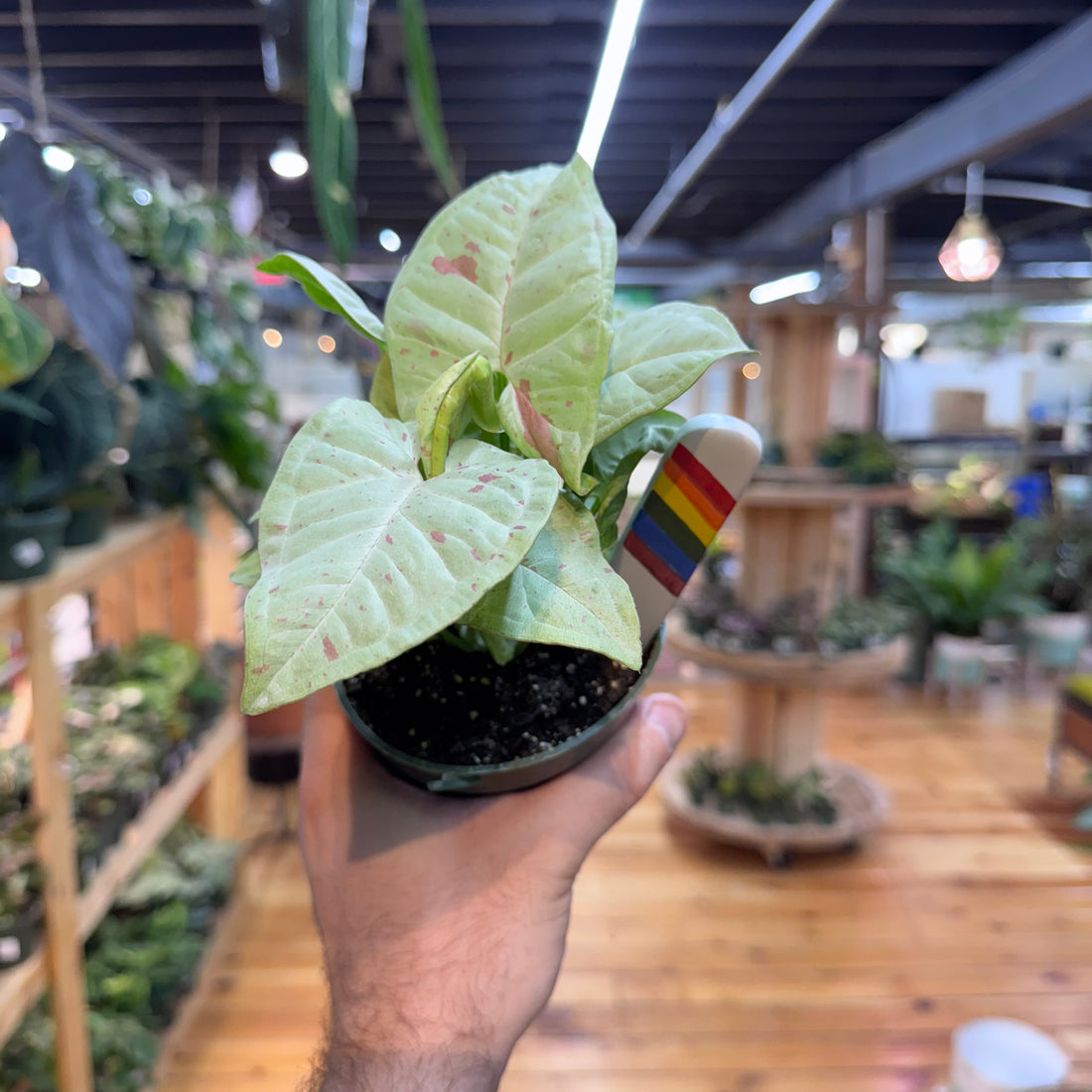 Syngonium Milk Confetti