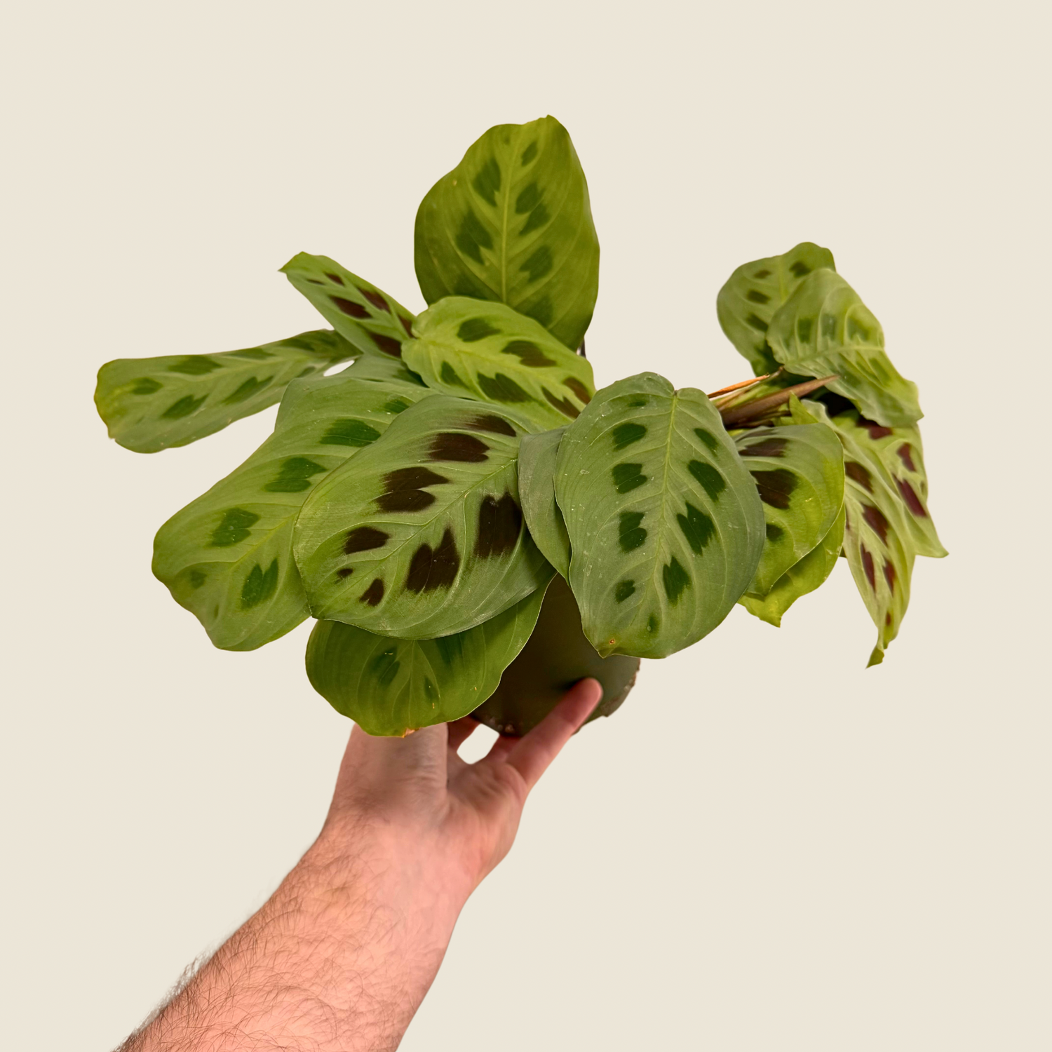 Maranta Leuconeura &