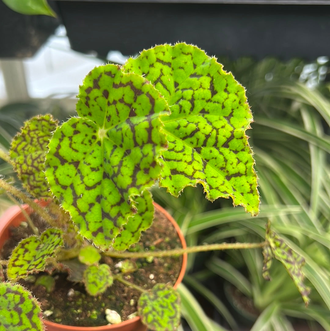 Begonia Deco Checks