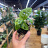 Hand holding a small potted plant with a blurred indoor setting in the background