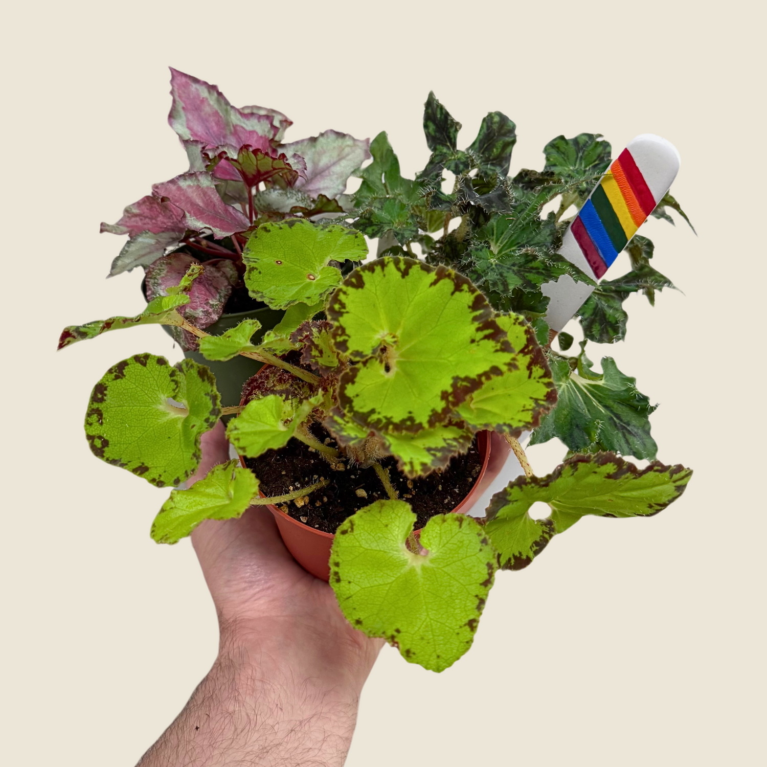 Begonia Assorted