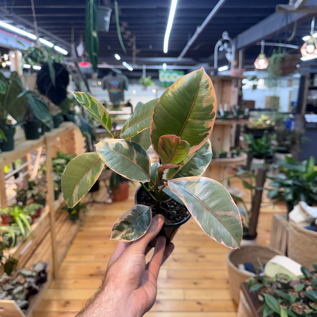 Ficus Ruby Pink