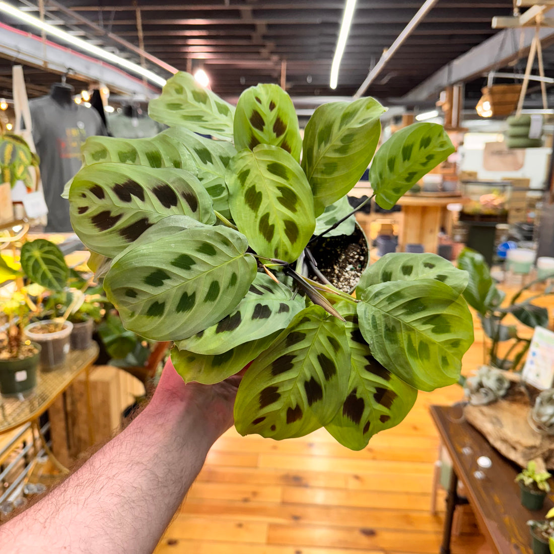 Maranta Leuconeura &