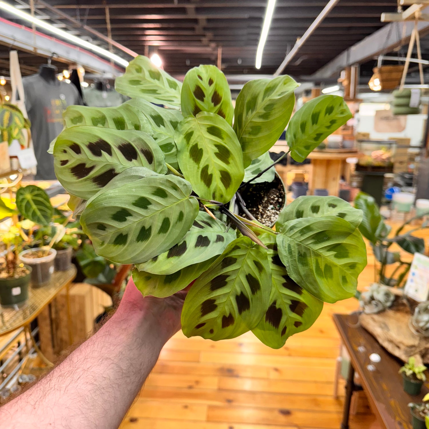 Maranta Leuconeura &