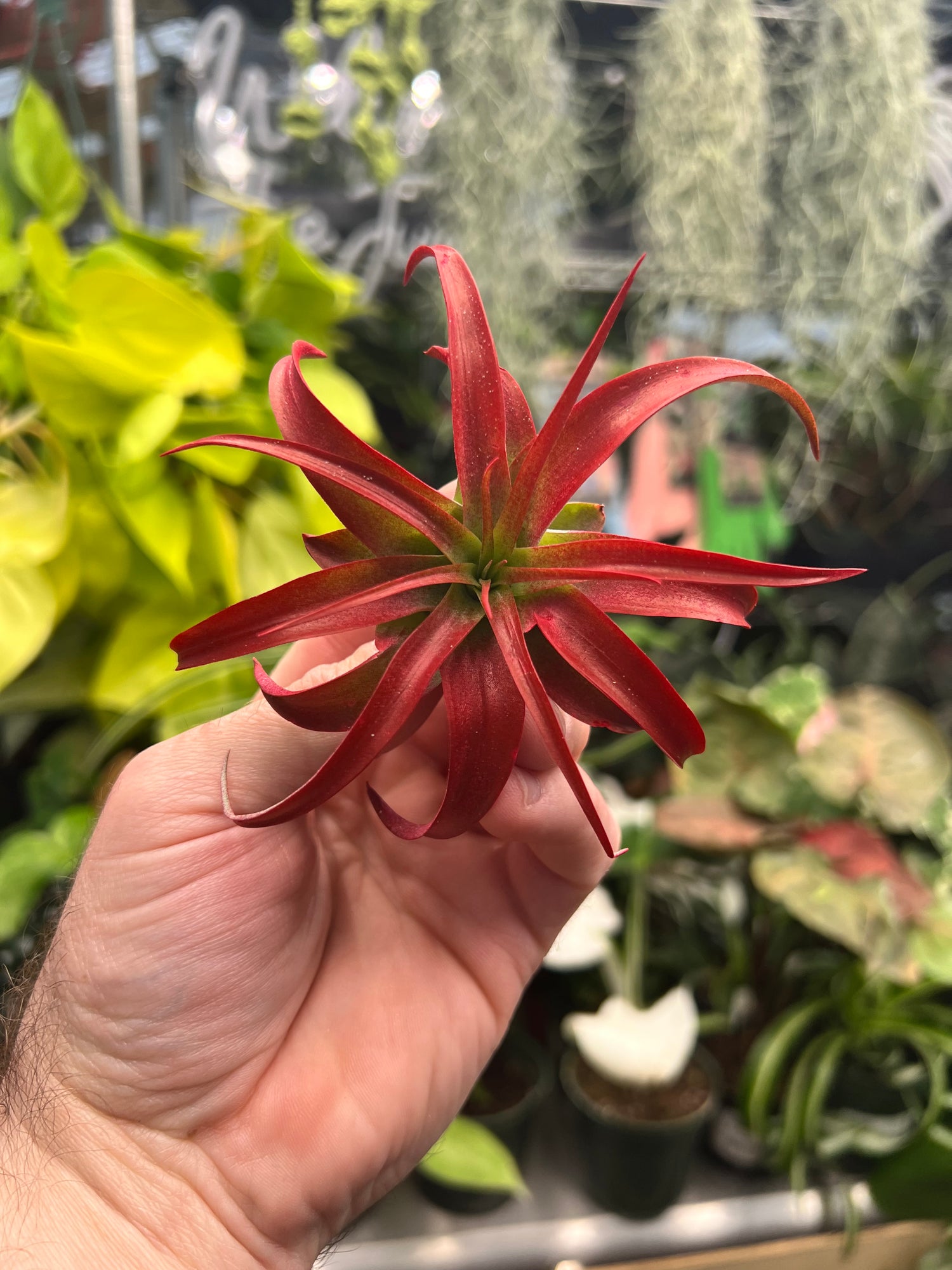Abdita Red Tillandsia Air Plant