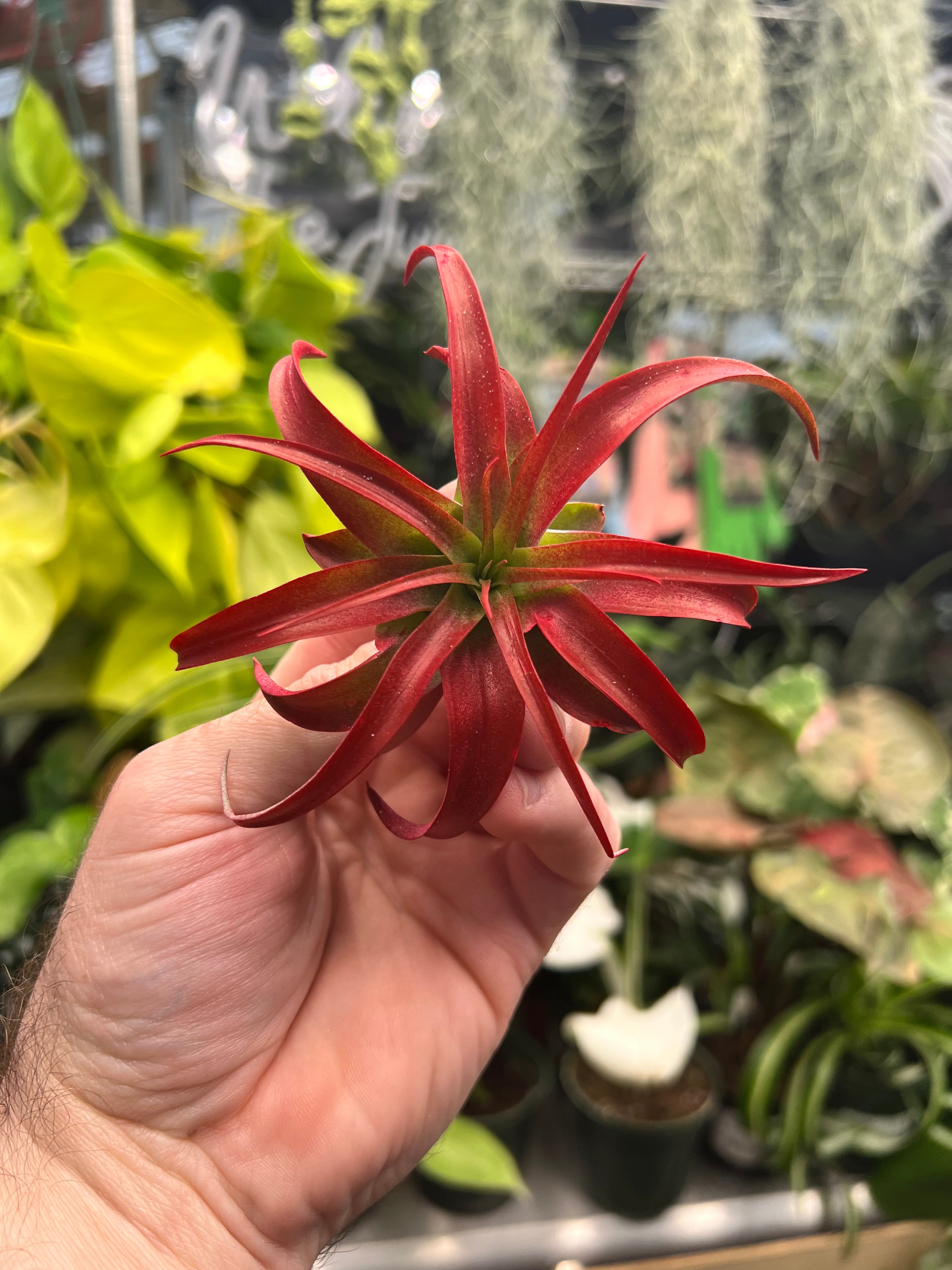 Abdita Red Tillandsia Air Plant