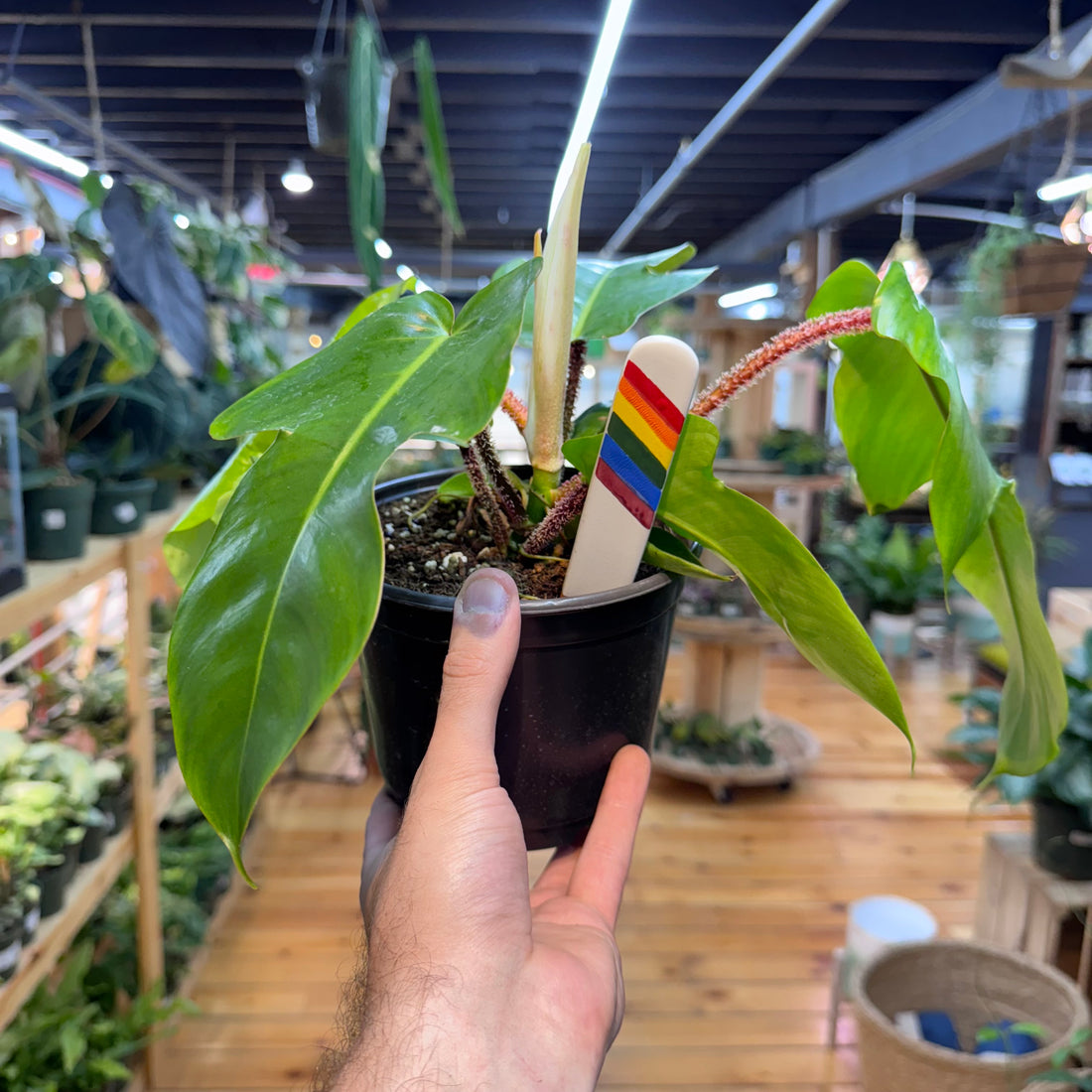 Philodendron Squamiferum