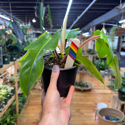 Philodendron Squamiferum