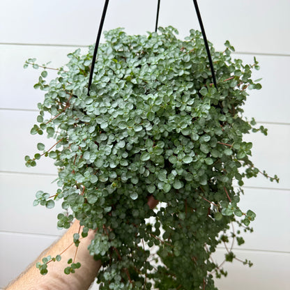 Nettle Silver Baby Tears