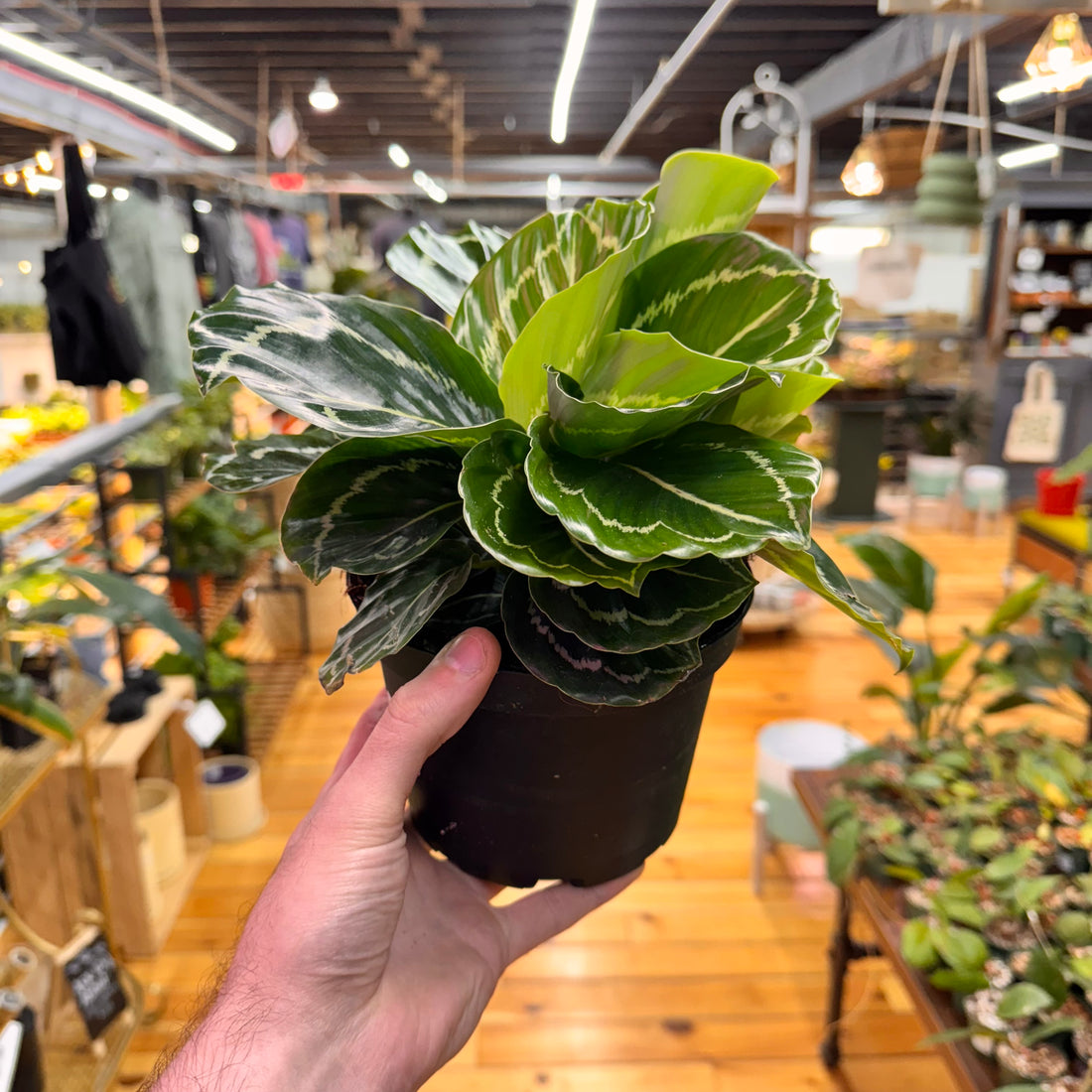 Calathea &