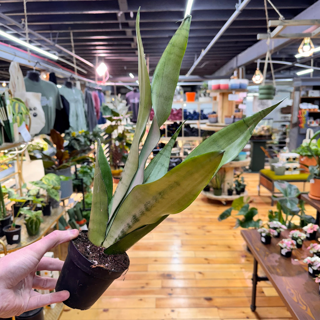 Sansevieria Moonshine
