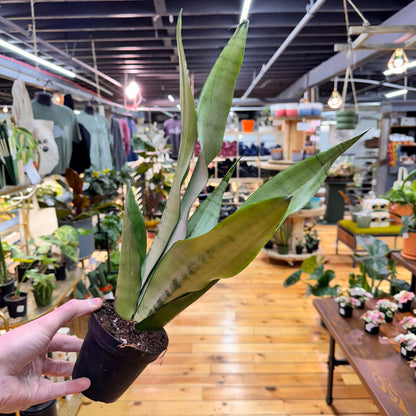 Sansevieria Moonshine
