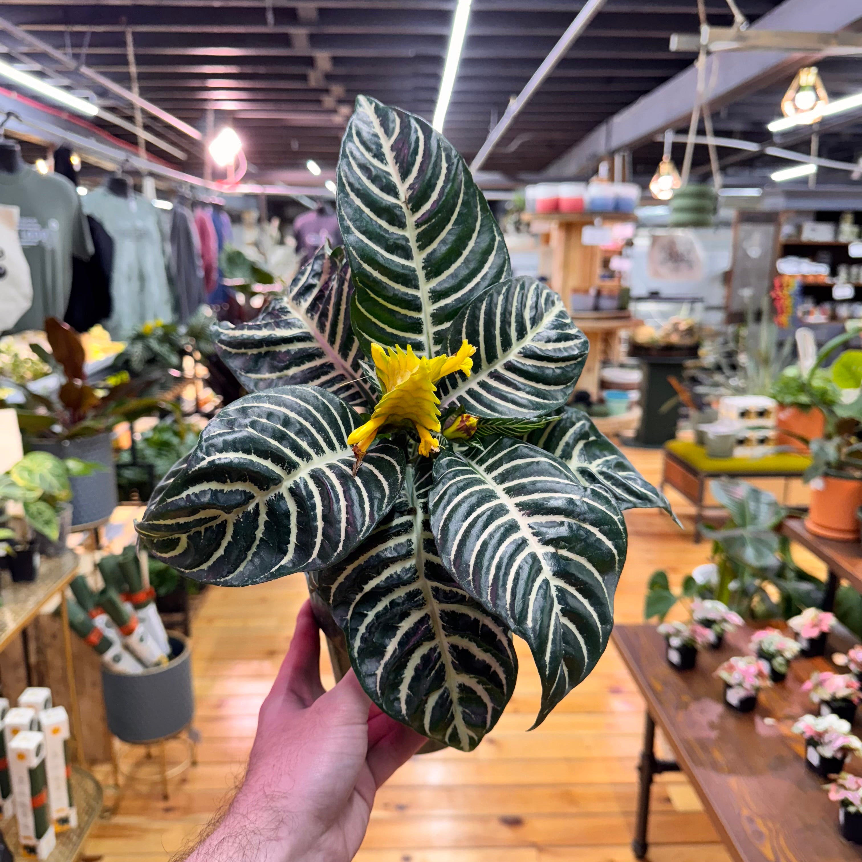 Aphelandra Zebra &