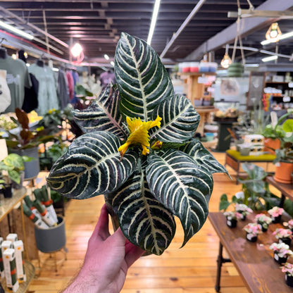 Aphelandra Zebra &