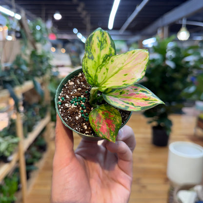 Aglaonema Red Zircon