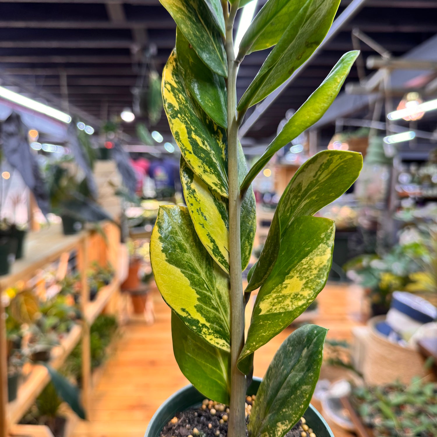 Zamioculas Zamiifolia Variegated