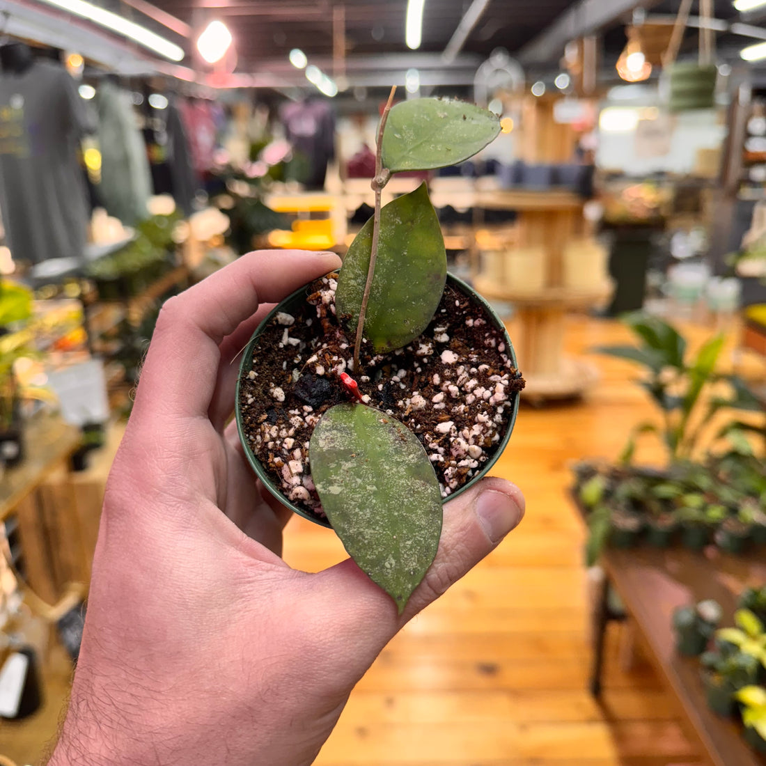 Hoya Corneri