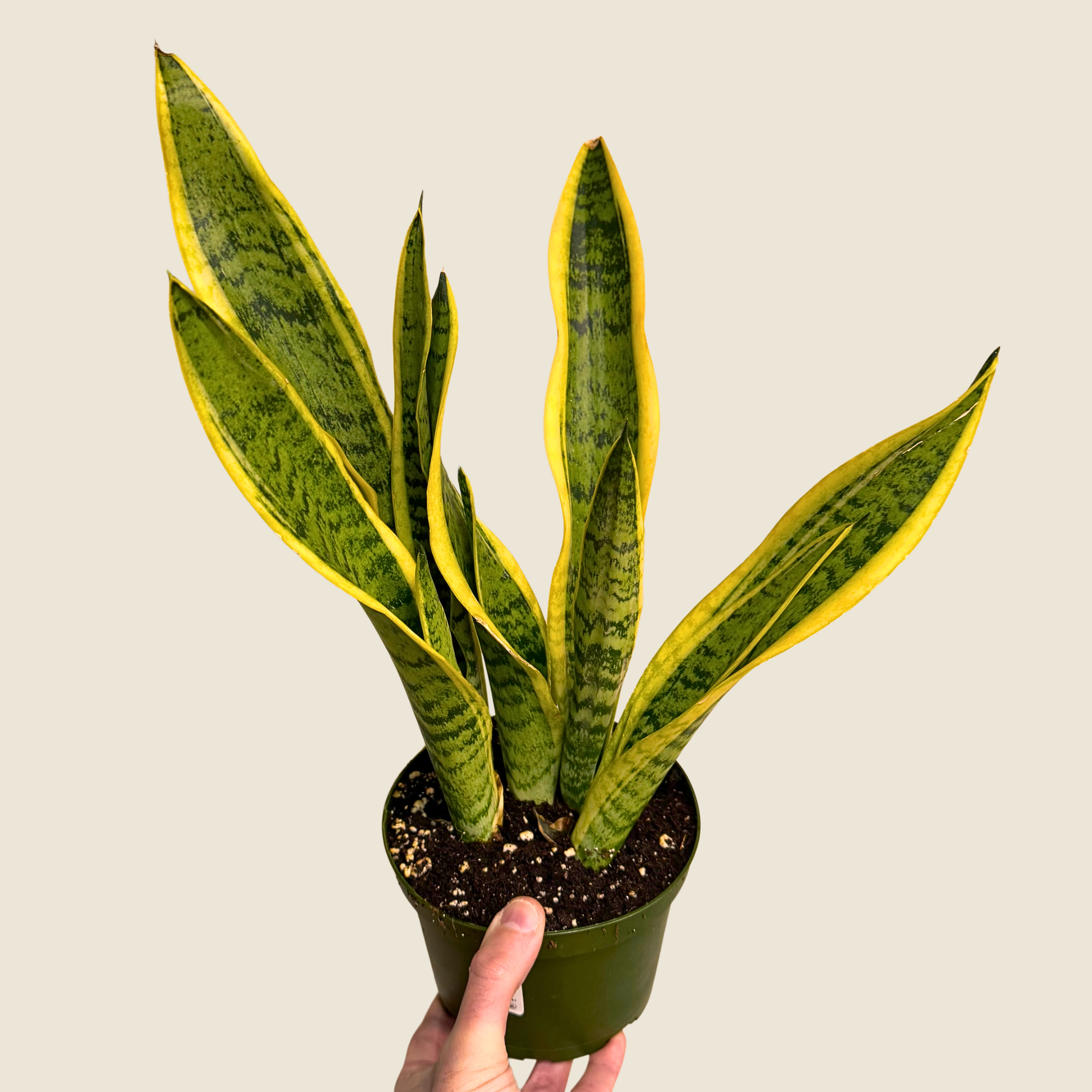 6" Sansevieria Laurentii