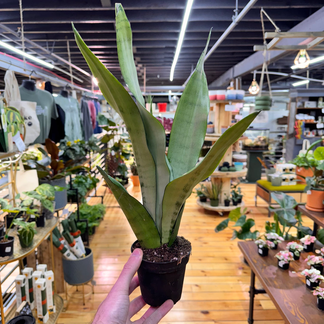 Sansevieria Moonshine
