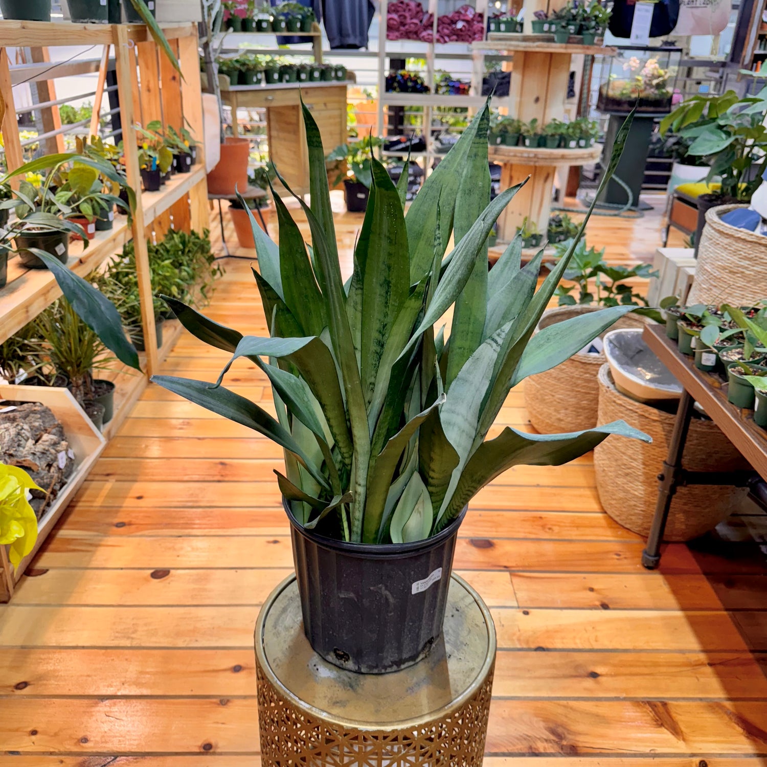 Sansevieria Moonshine