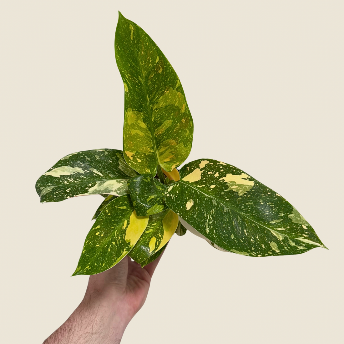 4&quot; Philodendron Green Congo ‘Nuclear&