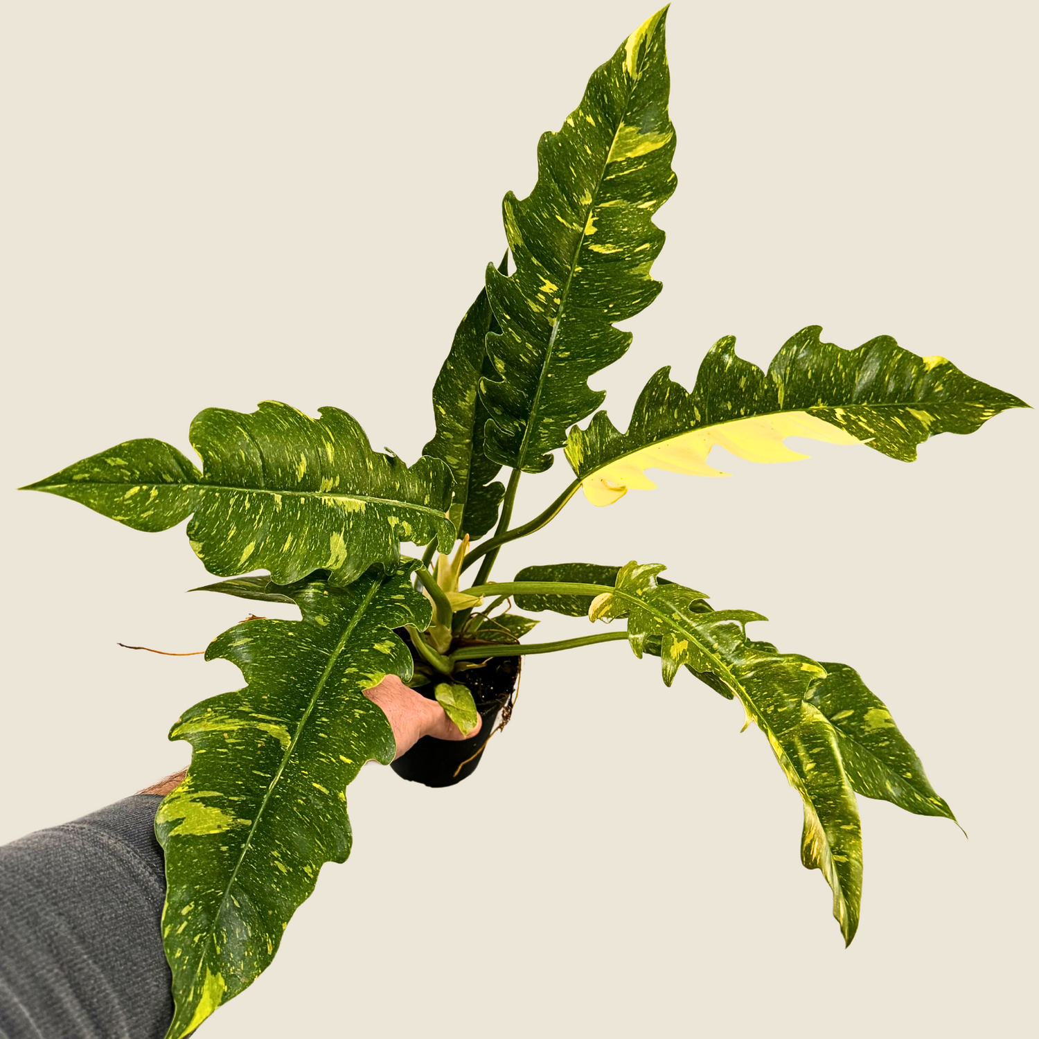 6" Philodendron Ring of Fire