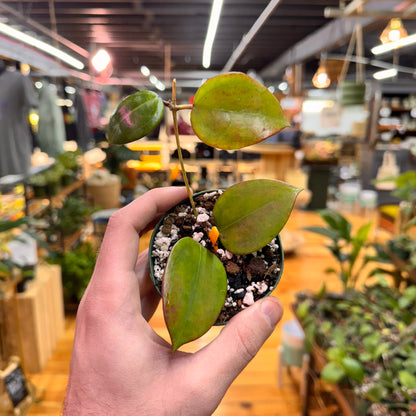 Hoya Dolichosparte